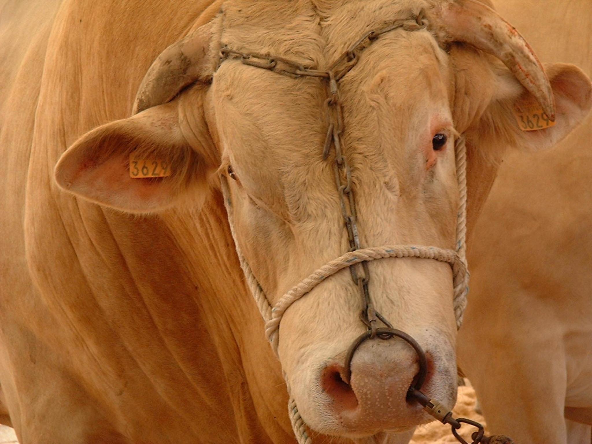 Le bœuf de Chalosse