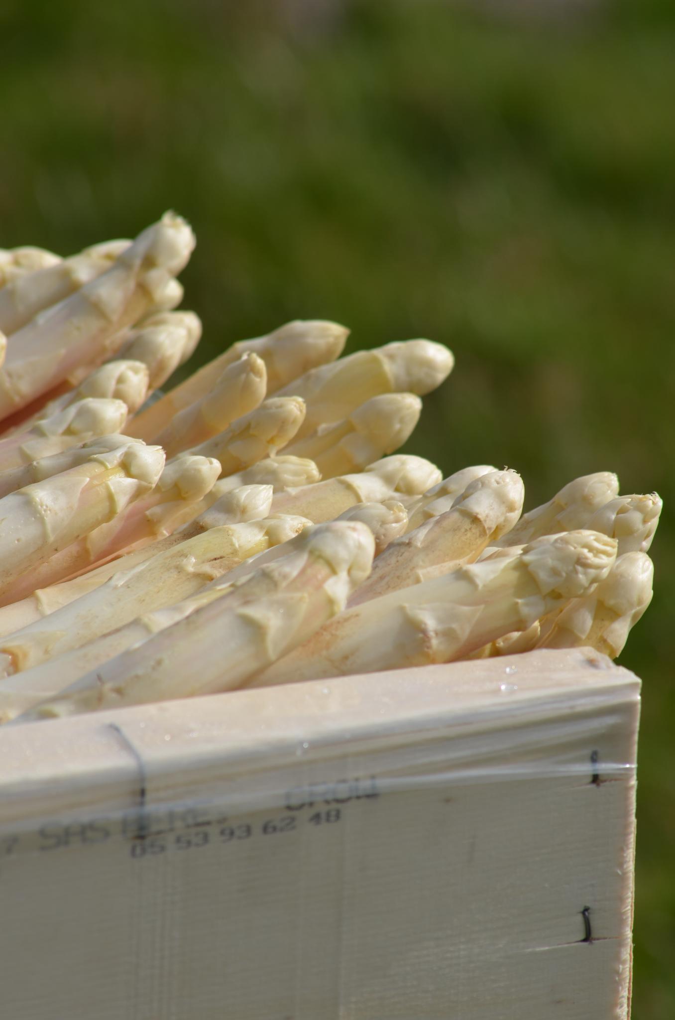 L'asperge des Sables des Landes